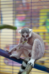 Fototapeta premium Ring-tailed lemur eating on a branch in a cage