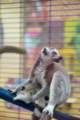 Fototapeta premium Ring-tailed lemur sitting on a branch in a cage