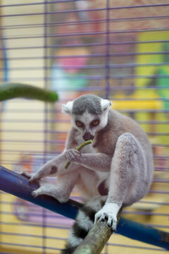 Ring-tailed lemur eating on a branch in a cage
