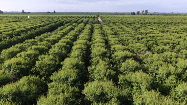 Endless rows of green crop bushes stretch toward distant horizon near Chowchilla, California, with flat Central Valley farmland extending beneath clear sunny summer sky. Aerial drone wide shot