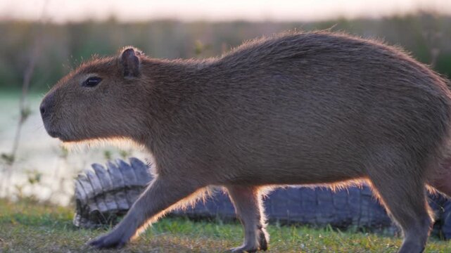 Capybara walks along the grassy shore at sunrise in the Ibera Wetlands, backlit against calm water for wildlife, nature or conservation content.