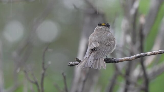 Crowned slaty flycatcher sits on a bare branch as light rain falls in a green forest in Argentina, useful for South American bird or wildlife behavior content.