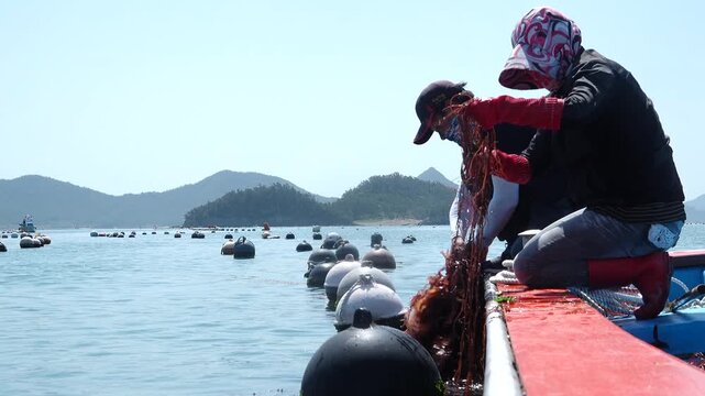 Korea commercial seaweed aquaculture harvest business, raw gracilaria sea moss farming, eco friendly fisherman manual labor / 한국 남해 수산식품 해초 양식업 수확 비즈니스, 꼬시래기 원료 원자재 생산 가공, 친환경 어민 수산업 육체 노동 현장
