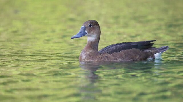 Rosy-billed pochard Netta peposaca paddles slowly on rippling sunlit pond, warm light reflecting off the soft yellow-green water surface for calm wildlife scenes.