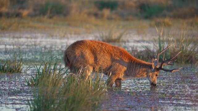 Adult male marsh deer wades through shallow wetland, grazing on aquatic plants in warm evening light in the Iber&aacute; Wetlands of Argentina.