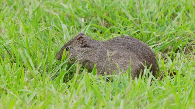 Brazilian guinea pig Cavia aperea forages and pauses alert in lush green grass, useful for wildlife behavior, South American habitat or rodent ecology themes.