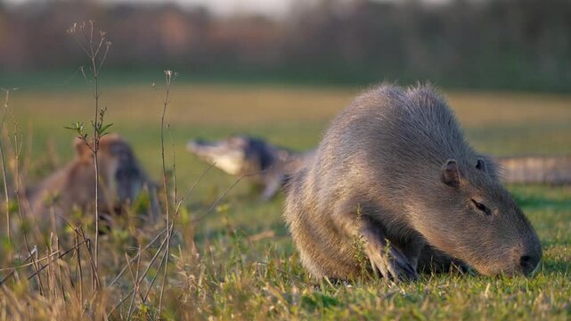 Capybara feeds on grass while a yacare caiman rests in the background of the Ibera Wetlands, Argentina, showing predator prey coexistence in South American wetlands. Rack Focus.