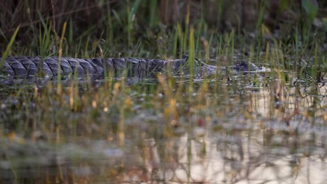 Yacare caiman swims slowly through shallow marsh water with grass stems around its armored back, creating a stealthy wildlife moment in the Ibera Wetlands.