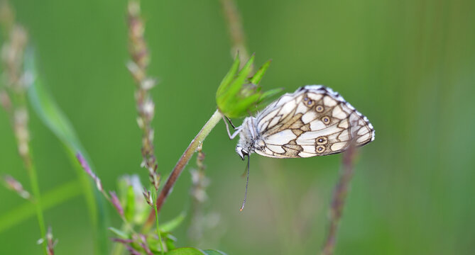 Schachbrettfalter auf Halm