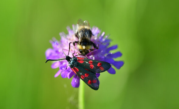 Widderchen und Hummel auf Blume