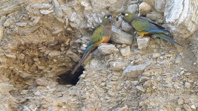 Burrowing parrots perch on a rocky cliff beside the dark entrance to their nesting burrow in dry habitat, useful for wildlife behavior, habitat conservation, or Patagonia ecology themes.