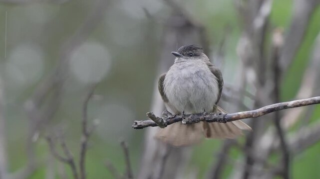 Crowned slaty flycatcher sits on a thin branch, periodically fanning its tail against a soft green background in Argentina, useful for bird behavior or South American wildlife themes.