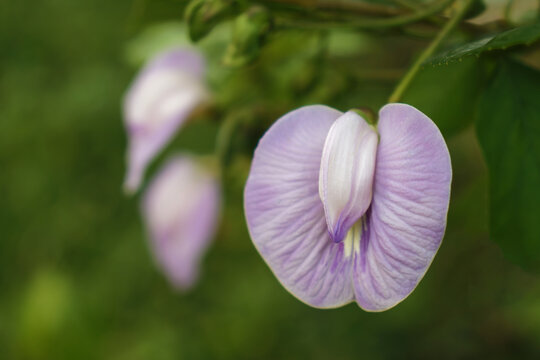 Butterfly pea flowers blooming or Centrosema pubescens Benth, Climbing plant bloom with soft purple petals.