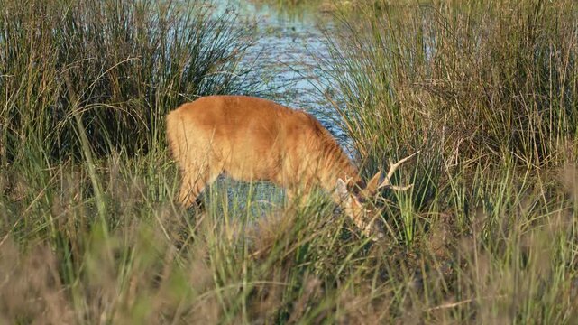 Adult male marsh deer Blastocerus dichotomus wades through tall grasses and shallow water in the Iber&aacute; Wetlands, Argentina, a quiet wildlife behavior scene for conservation or nature topics.