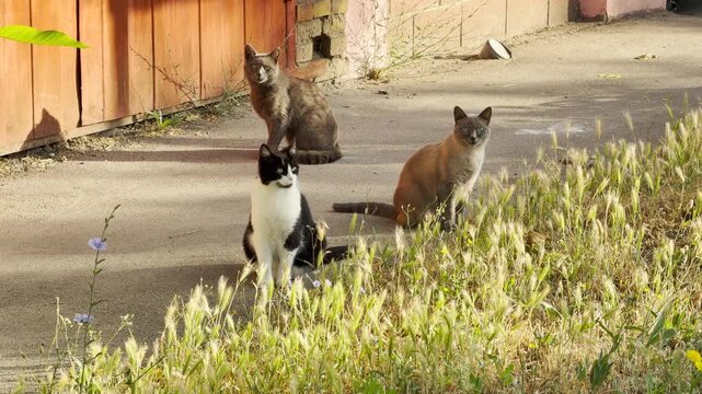 Three curious cats sit together on an urban path. They look alert near the tall grass, creating a sweet, heartwarming, and peaceful moment.