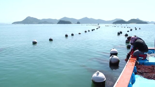 Close up of fresh kelp farming in the clean sea, laminaria aquaculture, dashima / 청정 바다에서 양식되는 신선한 다시마 근접 촬영 영상, 해조류 양식