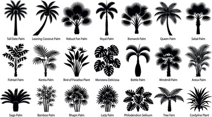 Tropical palm tree and exotic plant silhouettes collection botanical vector icons set with names © Shaharia Shaharia