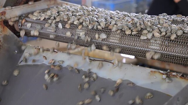 Seafood products&mdash;sorting and cleaning clams; seafood aquaculture; a bumper harvest of clams
