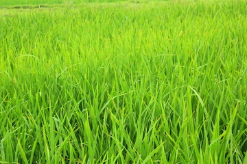 Fototapeta premium green rice field
