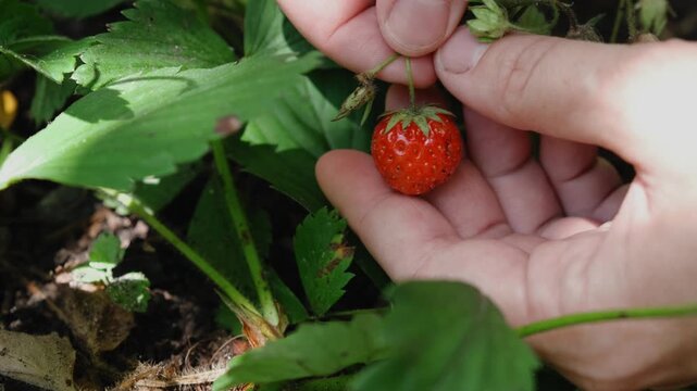 Summer vibes, strawberry harvest. Hands picking fresh red strawberries. 