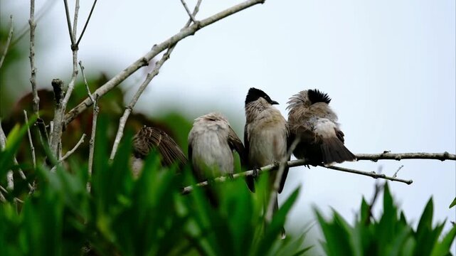 Four small bulbul birds perched on a tree branch with one stretching its wing, natural wildlife behavior in a green habitat, close up