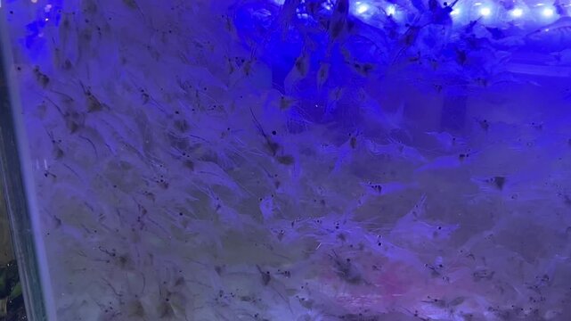 Shrimps in aquarium, water tank, amazing street food of Laos, at Vientiane Night Market