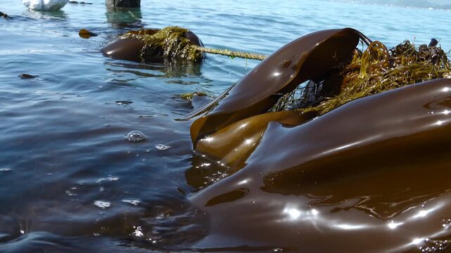 Close up of fresh kelp farming in the clean sea, laminaria aquaculture, dashima / 청정 바다에서 양식되는 신선한 다시마 근접 촬영 영상, 해조류 양식