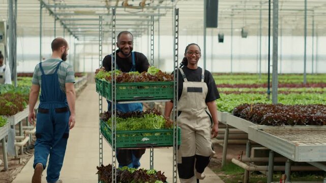 Two organic greenhouse farm African American workers having casual conversation while moving cart with fresh harvested, showing drip irrigation and lettuce cultivation for fresh produce supply.