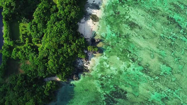 Top Down Drone View of Crystal Clear Blue Ocean, Sandy Beach and Tropical Trees in Okinawa