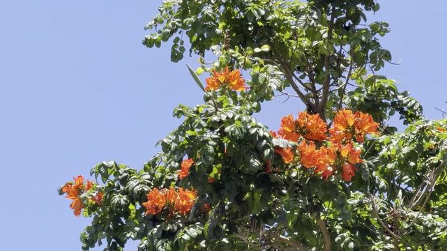 Spathodea is a genus in the plant family Bignoniaceae. Spathodea campanulata. African tulip tree or the Nandi Flame. Honolulu, Oahu, Hawaii. 