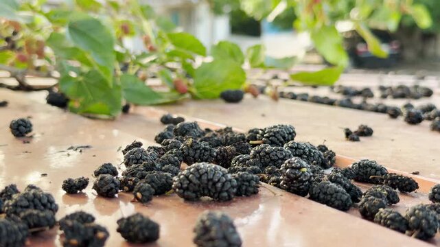 Ripe mulberries fall from an overhanging tree onto a smooth surface. This scattered harvest evokes a sense of peaceful abundance and the simple, quiet joy of a warm summer day in the countryside.