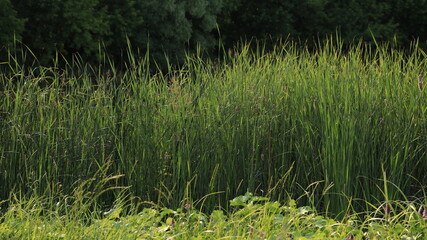 Obraz premium Tall green reeds and wild grasses in a wetland, natural background, organic nature texture