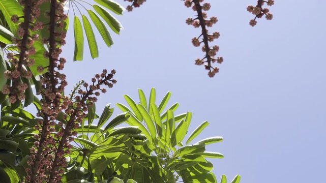 Heptapleurum actinophyllum (formerly Schefflera actinophylla) is a tree in the family Araliaceae. Australian umbrella tree, Queensland umbrella tree, octopus tree and amate. Honolulu, Oahu, Hawaii. 