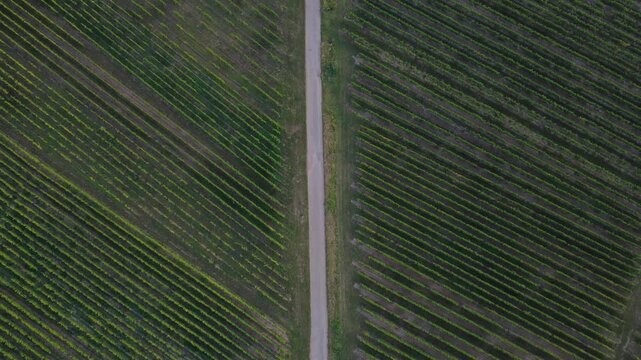 Aerial view of countryside road through vineyards in Dambach-La-Ville, France. This drone footage follows a road cutting through a vineyard landscape.
