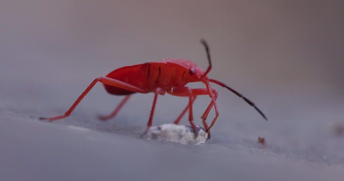 Indian red bug scavenges nutrients from a dead insect with its piercing proboscis in macro view