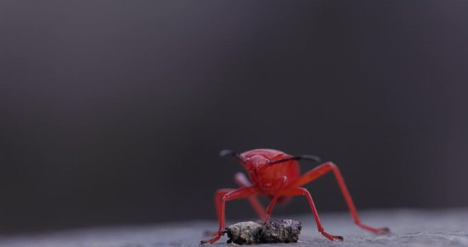 Indian red bug probes a dead insect with its long proboscis while feeding in summer conditions slow motion