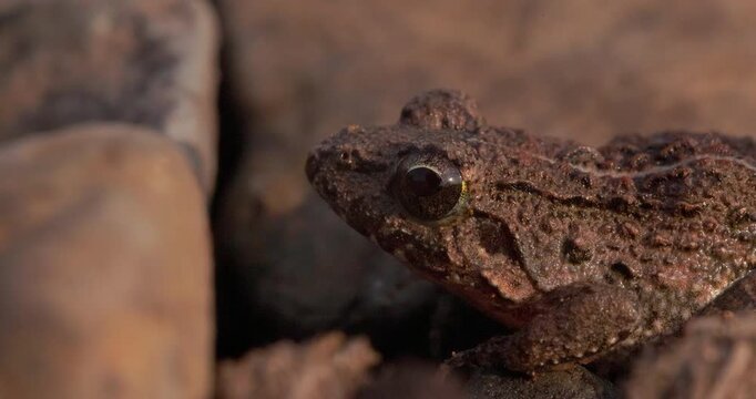 Indian bullfrog rests quietly as detailed skin, eyes and breathing are captured in close-up