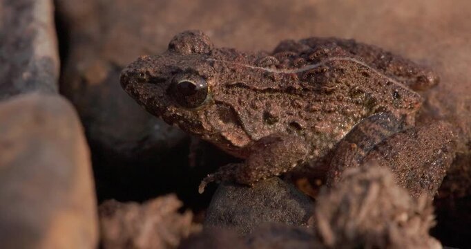 Indian bullfrog portrait reveals glossy eyes, damp skin and calm breathing in macro detail