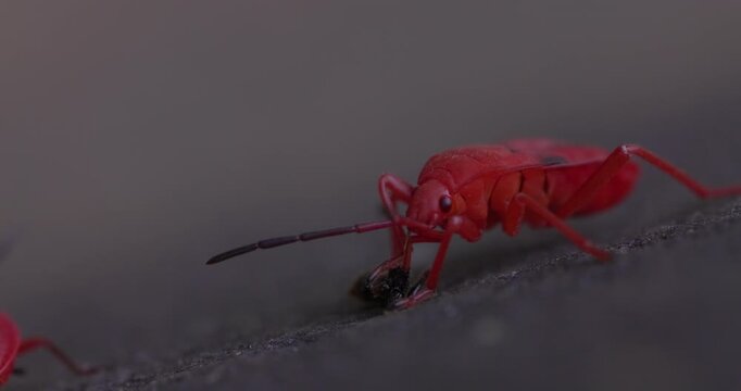 Indian red bug feeds on a dead insect, extracting fluids with its long proboscis during summer