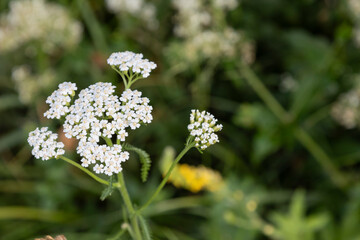 Fototapeta premium Close-up of white common yarrow flowers (Achillea millefolium) blooming in a natural summer meadow. Tiny delicate blossoms covered with morning dew drops, capturing the soft beauty of wild field plant
