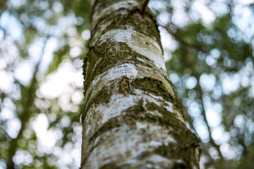 Fototapeta premium Birch bark texture background showing natural tree surface details