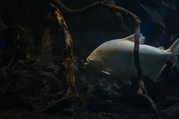 Large white fish swimming near driftwood in dark water © Firman Maulana Ihsan