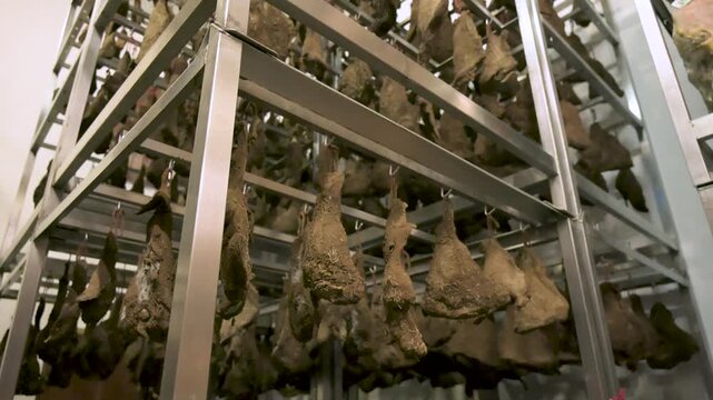 Low angle tracking shot of massive rows of seasoned guanciale pork jowls aging inside a commercial meat curing factory cellar