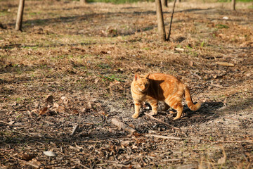 Cute ginger cat walking on the ground covered with dry leaves in autumn forest © jianjian