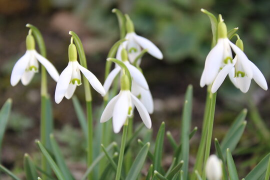 Close up on delicate snowdrop flowers growing in a small cluster - early spring bloom with soft background, texture and copy space
