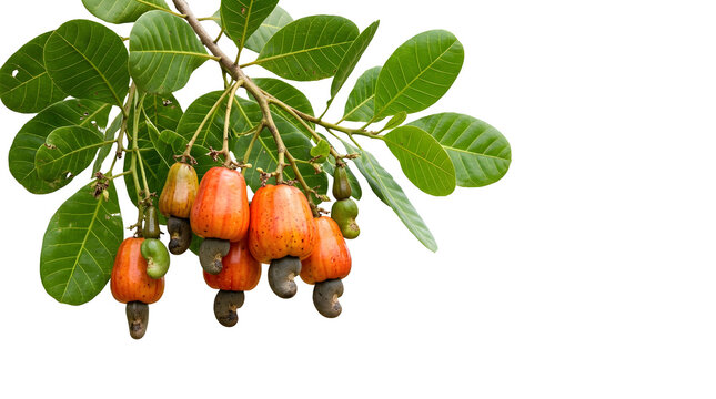 Cashew Apples and Raw Nuts Hanging on Tree Branch with Leaves