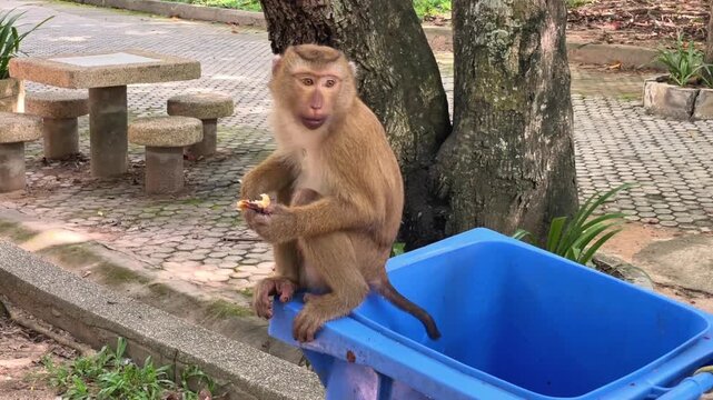 A young male pig-tailed macaque sits on the edge of a garbage bin and eats food scraps found in a public park in Phuket, Thailand.