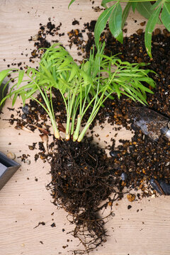 repotting of house plants, Pachira, Chamaedorea elegans, Davallia mariesii