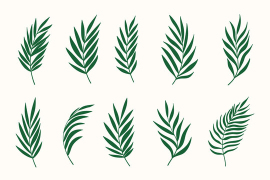 Palm leaves vector set. Tropical leaf collection, coconut and palm tree green branches isolated on white background