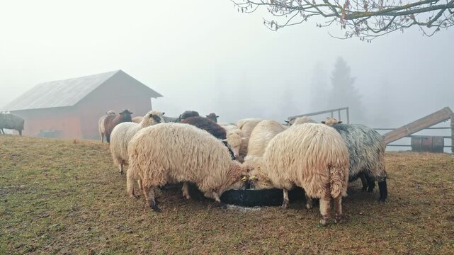 Flock of woolly sheep walking across a foggy mountain farm pasture, rustic video frame with barns, fences, soft mist and autumn hillside grass